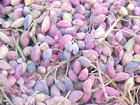 Taze Antep Fıstığı Nasıl Kavrulur? Taze Antep Fıstığı Nasıl Kavrulur?