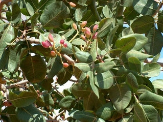 Antep Fıstığı Yetiştiriciliği Nedir ve Nasıl Yapılır? Antep Fıstığı Yetiştiriciliği Nedir ve Nasıl Yapılır?