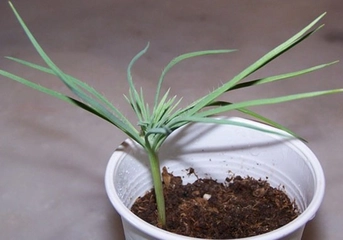 Çam Fıstığı Tohumu Türleri ve Özellikleri Çam Fıstığı Tohumu Türleri ve Özellikleri