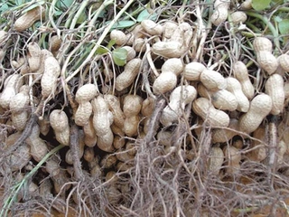 Yer Fıstığı Yetiştiriciliği Nedir ve Nasıl Yapılır?